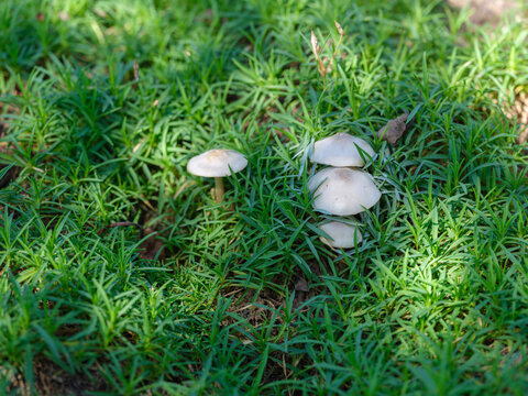 Close-up photo of a white funnel mushroom (Clitocybe fragrans) growing in the grass