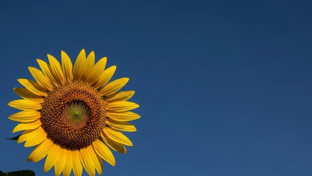 Vibrant Sunflower Against a Clear Blue Sky on a Sunny Day. - Powered by Adobe