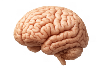 Human brain showing detailed anatomy, a complex organ essential for mind, intelligence, learning, and neurological science
