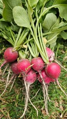 Cosecha de rabanitos de la huerta. Foto vertical.