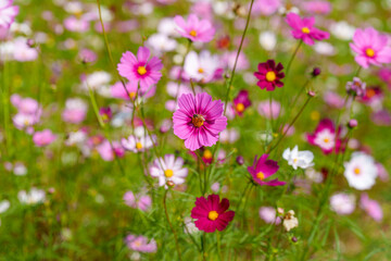 Obraz premium Close-up photo of pink cosmos flowers (Cosmos bipinnatus) in full bloom in autumn