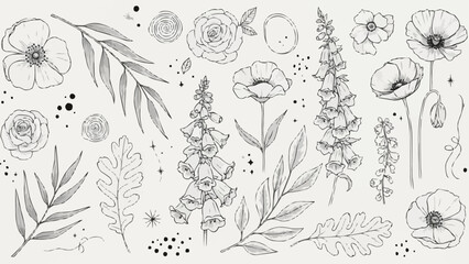 Elegant Botanical Line Art Collection of Poppies and Foxgloves. © IPUT