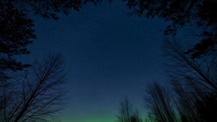 Looking Up Through Bare Trees at a Starry Night Sky.