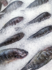 Fresh whole tilapia fish displayed on a bed of crushed white ice at a seafood market.