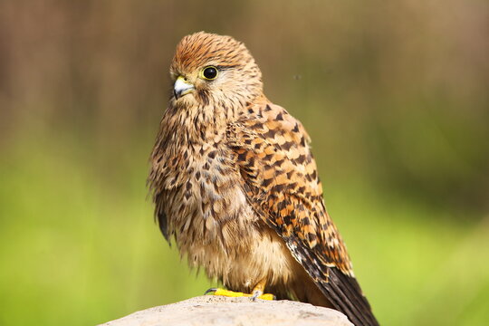 Common Kestrel (Falco tinnunculus) is a bird of prey that spreads on all continents in the world