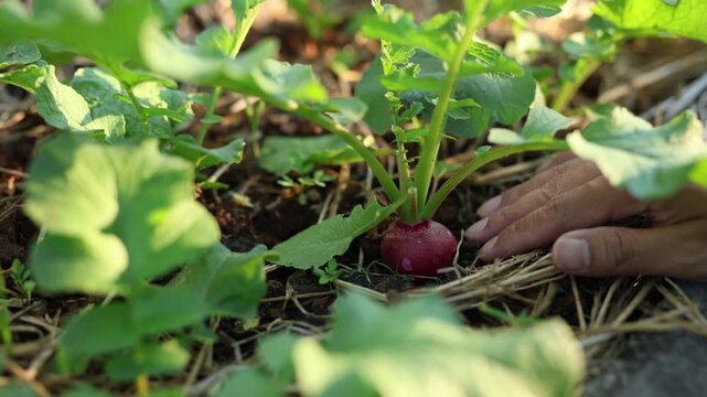 Checking red radish growth in soil bed