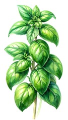 Vibrant green basil plant, detailed illustration