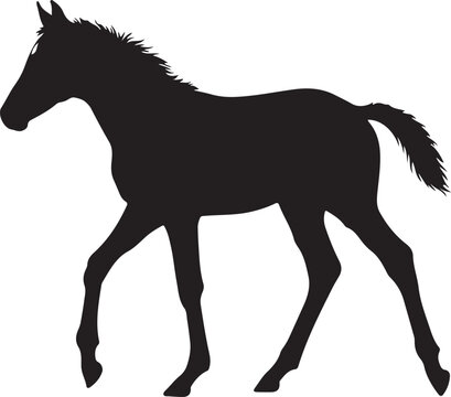 Cute Foal Silhouette, Baby hourse icon, Foal silhouette