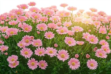 cluster of pink daisy flowers with yellow centers and green foliage bathed in warm sunlight, cheerful springtime bloom