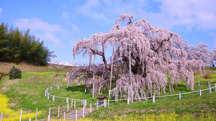 三春町　滝桜