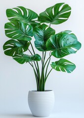 Lush green monstera with large split leaves in a white ribbed ceramic pot against a soft pale background, fresh and serene