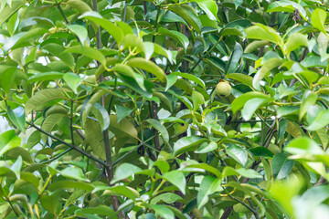 green mangosteen on a branch