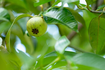 green mangosteen on a branch