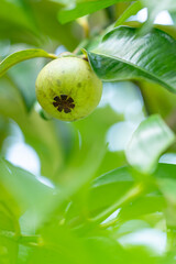 green mangosteen on a branch