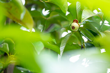green mangosteen on a branch