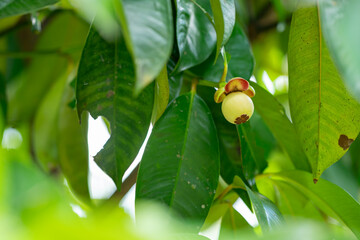 green mangosteen on a branch