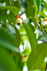 green mangosteen on a branch