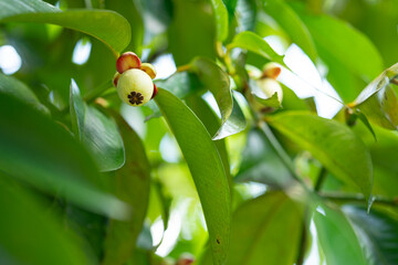 green mangosteen on a branch
