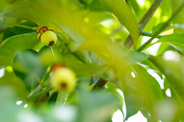green mangosteen on a branch