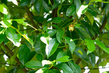 green mangosteen on a branch