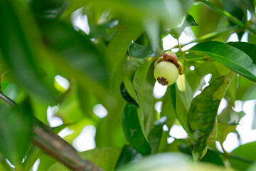 green mangosteen on a branch