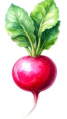 Vibrant pink radish with green leaves