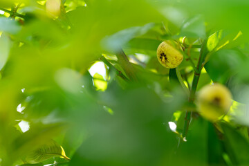 green mangosteen on a branch