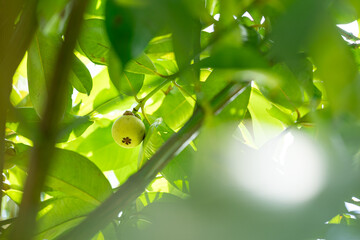 green mangosteen on a branch