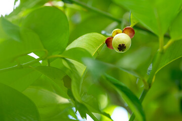 green mangosteen on a branch