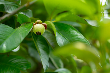 green mangosteen on a branch