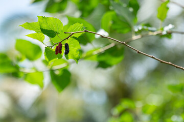 green mangosteen on a branch