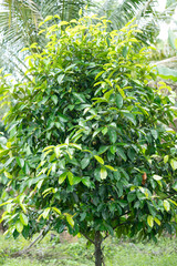 green mangosteen on a branch