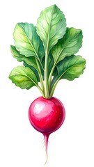 Vibrant red radish with green leaves