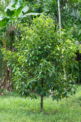 green mangosteen on a branch