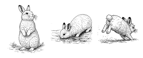 野うさぎ（日本うさぎ）のペン画イラストセット（立ち上がって警戒・水を飲む・跳躍する）、　Wild Japanese Hare Pen Illustration Set (Standing Alert, Drinking Water, Jumping)  © MEG-MEG