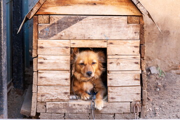 A mongrel dog sits in a wooden kennel and guards the area around the house