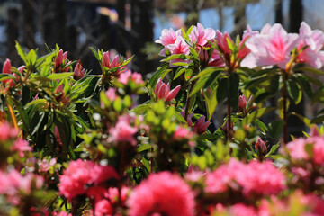 Azaleas in full bloom bathed in the sunlight of a sunny spring day
