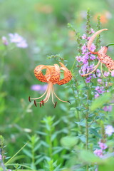 Tiger lilies with orange speckled petals open and purple Lythrum, vertical landscape of summer fields
