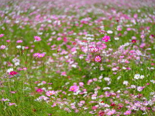 Fototapeta premium Landscape view of a field with colorful cosmos flowers 