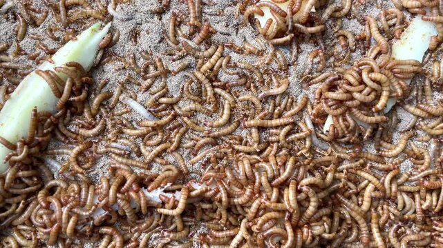 Large numbers of farm-raised worms.