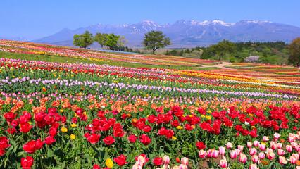 那須町　那須フラワーワールドのチューリップ畑