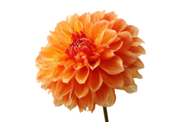 A single orange flower with a green stem