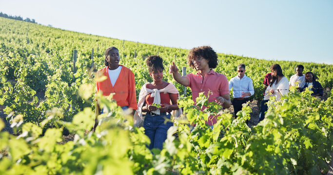 Vineyard, walking or people with tour guide on farm, agritourism or winery explanation for guest. Wine estate history, pointing or group with escort in grape field, outdoor or local travel experience