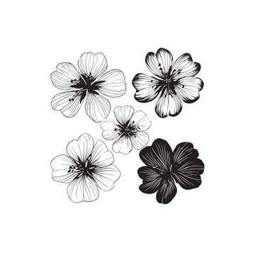 Hardy Geranium line art intricate detailed flower sketch