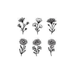 Heath Aster Hand Drawn Blooming Flowers Art Line Art