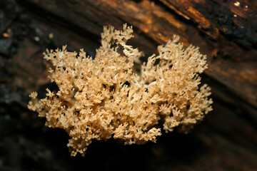海に生息するサンゴのようにフサフサと美しいフサヒメホウキタケ属キノコ（自然下菌キノコ類マクロ撮影）