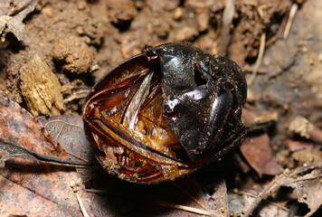 折りたたまれた後ろ翅の構造が見える食いちぎられたカブトムシの上翅甲羅内部（フィールド昆虫マクロ撮影）