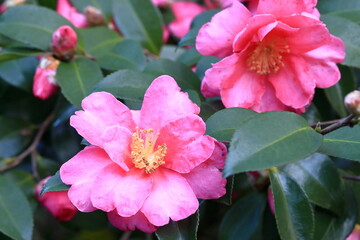 初冬に咲いたサザンカ	