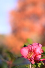 初冬に咲いたサザンカ	