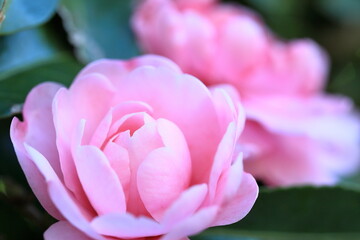 初冬に咲いたサザンカ	